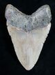 Megalodon Tooth - North Carolina #11032-2